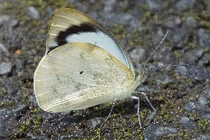 Erebia extincta - Einfacher Papageientaucher